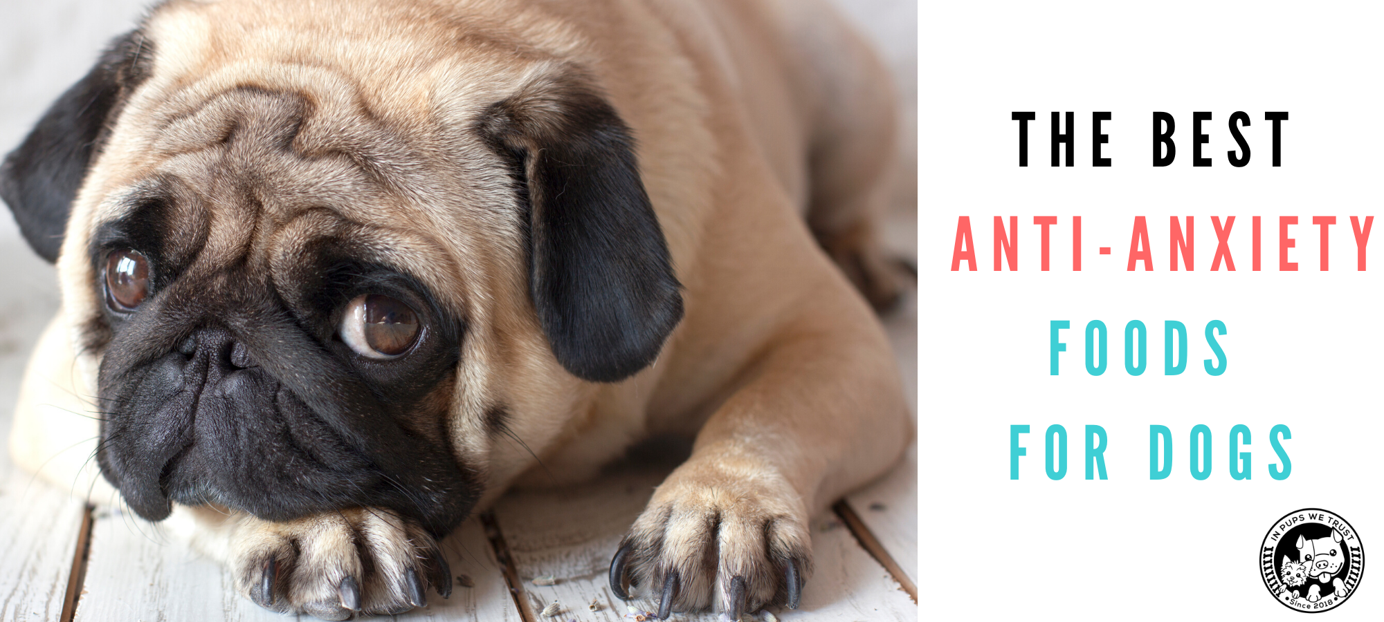 The Best Anti Anxiety Foods for Dogs In Pups We Trust