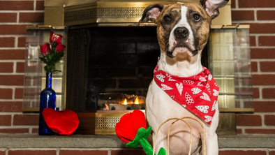 10 Ways to enjoy Valentine’s Day with your Dog