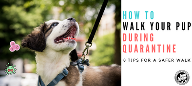 How to walk your dog during quarantine - In Pups We Trust