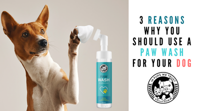 3 Reasons Why You Should Use a Paw Wash for Your Dog - In Pups We Trust