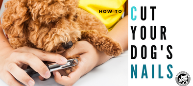 How to Clip Your Dog's Nails - In Pups We Trust