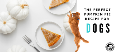 The Perfect Pumpkin Pie Recipe for Dogs - In Pups We Trust
