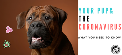 Your Pup + Coronavirus, What You Need to Know - In Pups We Trust