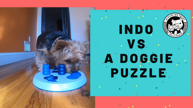 Why your pup needs a Doggie Puzzle too - In Pups We Trust