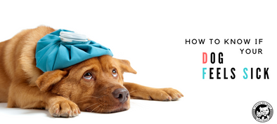 Is my dog sick? 7 signs to look out for. - In Pups We Trust