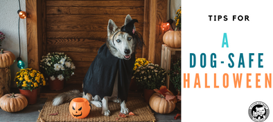 Tips for a Dog-Safe Halloween - In Pups We Trust