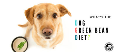 Green Bean Dog Diet for dog weight loss? - In Pups We Trust