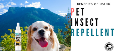 Benefits of Using a Pet Insect Repellent - In Pups We Trust