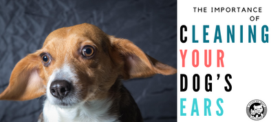 The Importance of Cleaning Your Dog’s Ears - In Pups We Trust