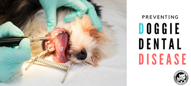 Brushing your dog's teeth and how it prevents dog dental disease - In Pups We Trust