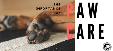 The Importance of Paw Care - In Pups We Trust