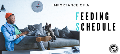 How often should you feed your dog? Importance of a feeding Schedule - In Pups We Trust