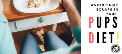 Should you give table scraps to your dog? - In Pups We Trust